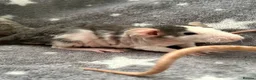 Rat rodents for sale: Double Rex Rats Male and Female  - Advert 4