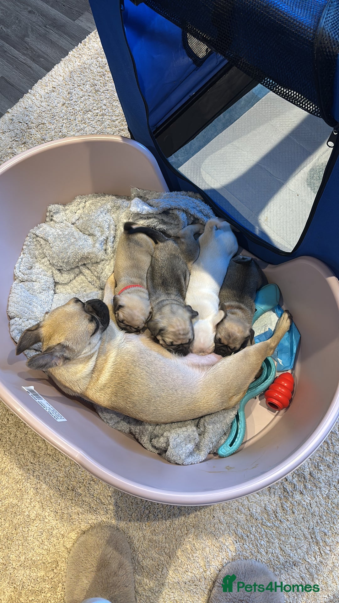 Frug dogs for sale: Frug cross Pug baby boy  - Advert 10