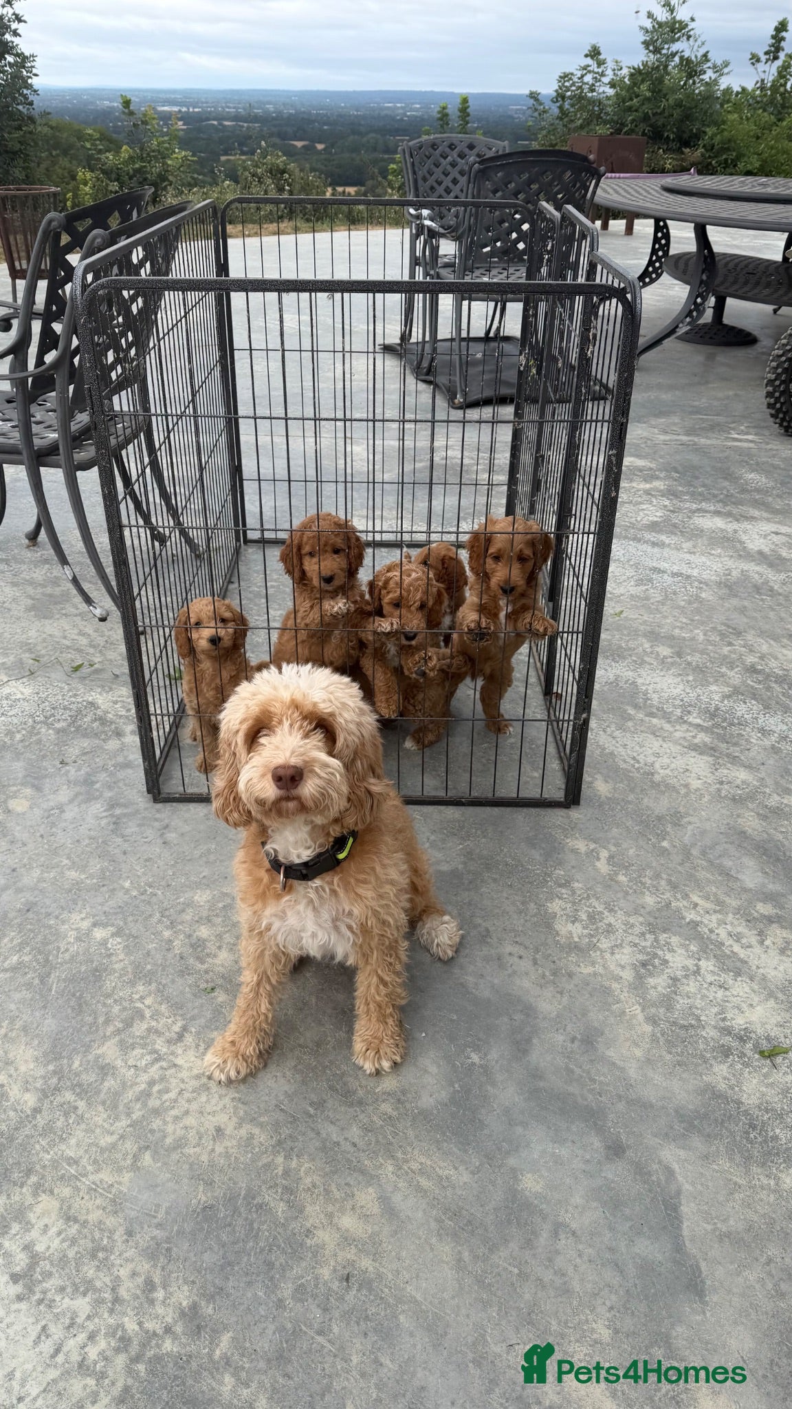Cockapoo dogs Cockapoo puppies F1B  - Advert 2