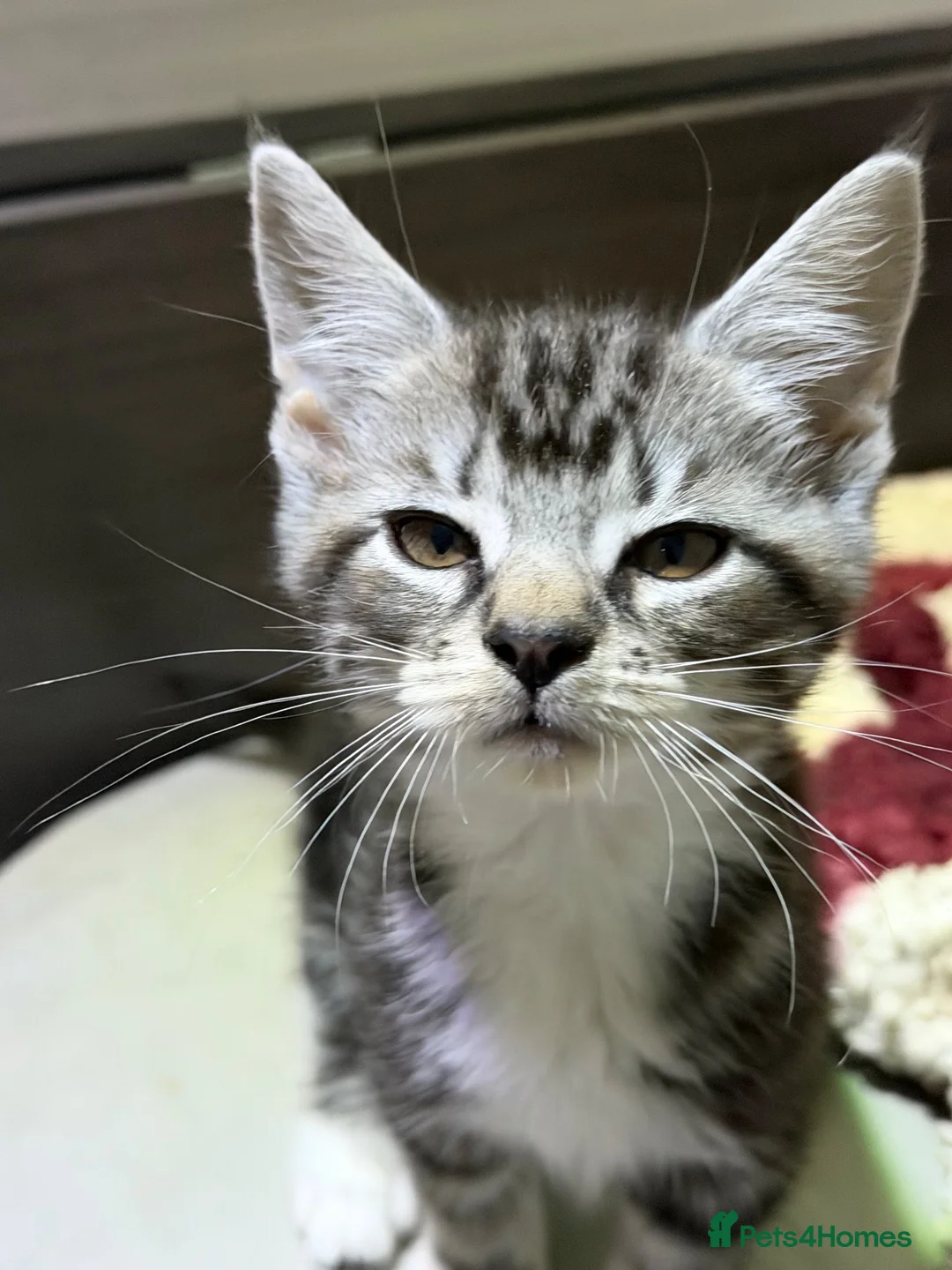 Mixed Breed cats for sale: Maine coon cross kittes - Advert 2