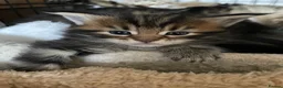 Maine Coon cats for sale: Tufty ears and big paws  - Advert 13