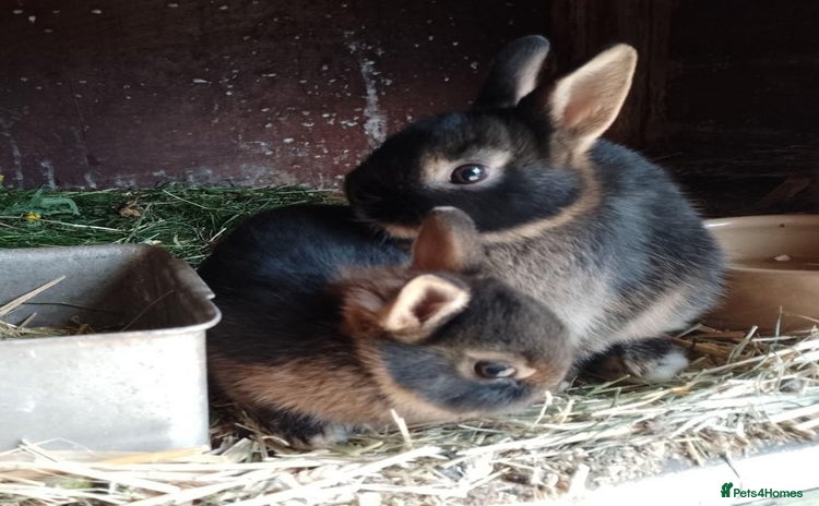 Netherland Dwarf rabbits - Advert 8