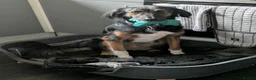 Mixed Breed dogs for adoption: Milo - Sensitive, Sweet & Finding His Confidence in Camberley - Advert 2