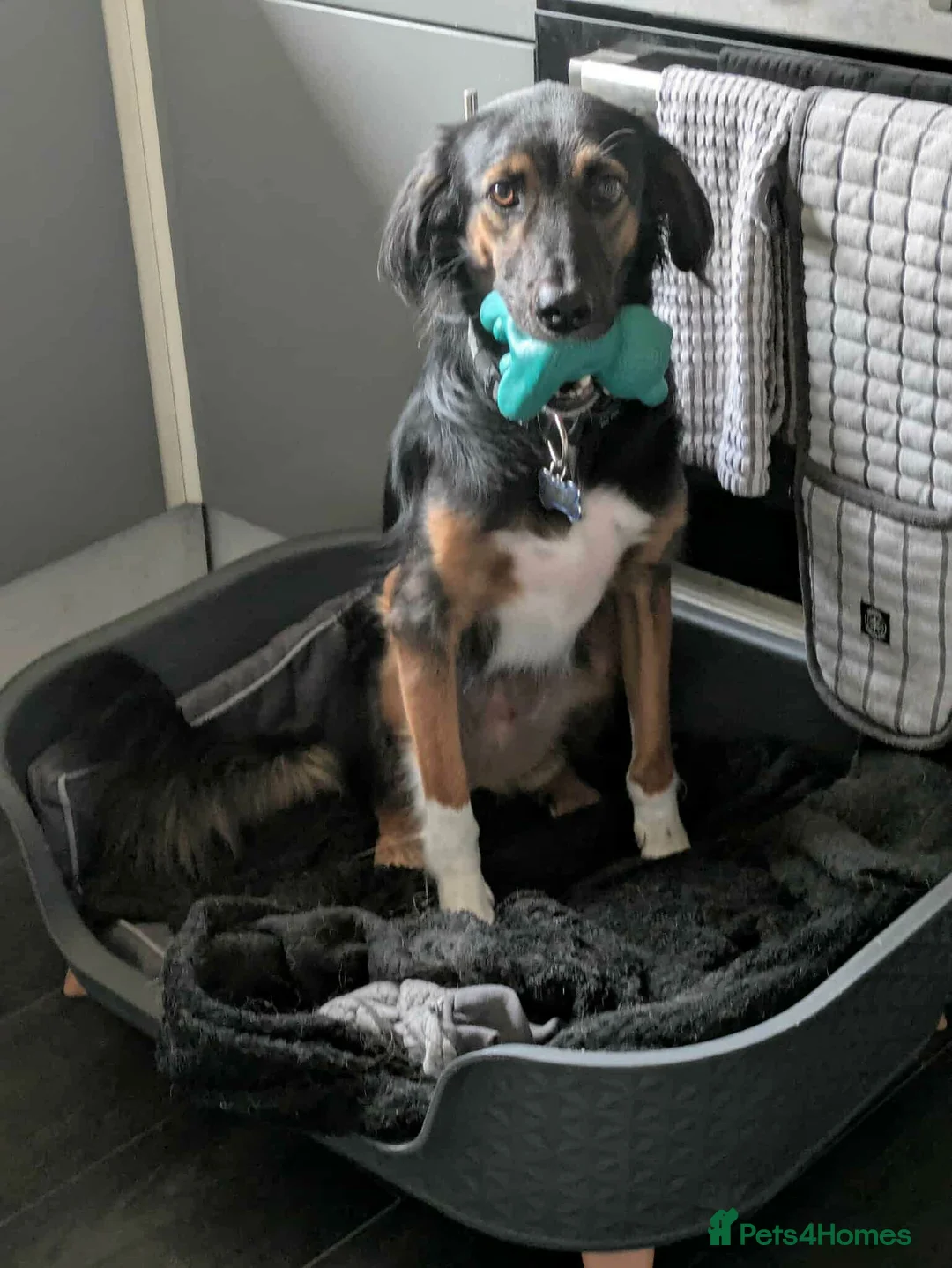 Mixed Breed dogs for adoption: Milo - Sensitive, Sweet & Finding His Confidence in Camberley - Advert 2
