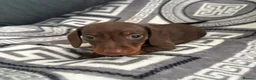 Miniature Dachshund dogs for sale: Miniature dachshunds  in Spennymoor - Advert 4