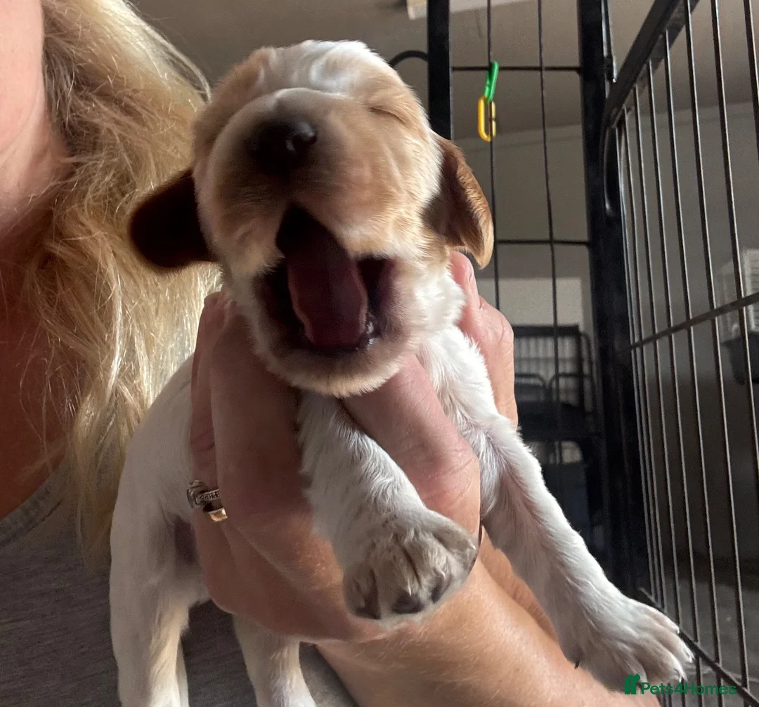 Cocker Spaniel dogs for sale: 🧬Beautiful Show Type Cocker Spaniel Puppies🧬 - Advert 24