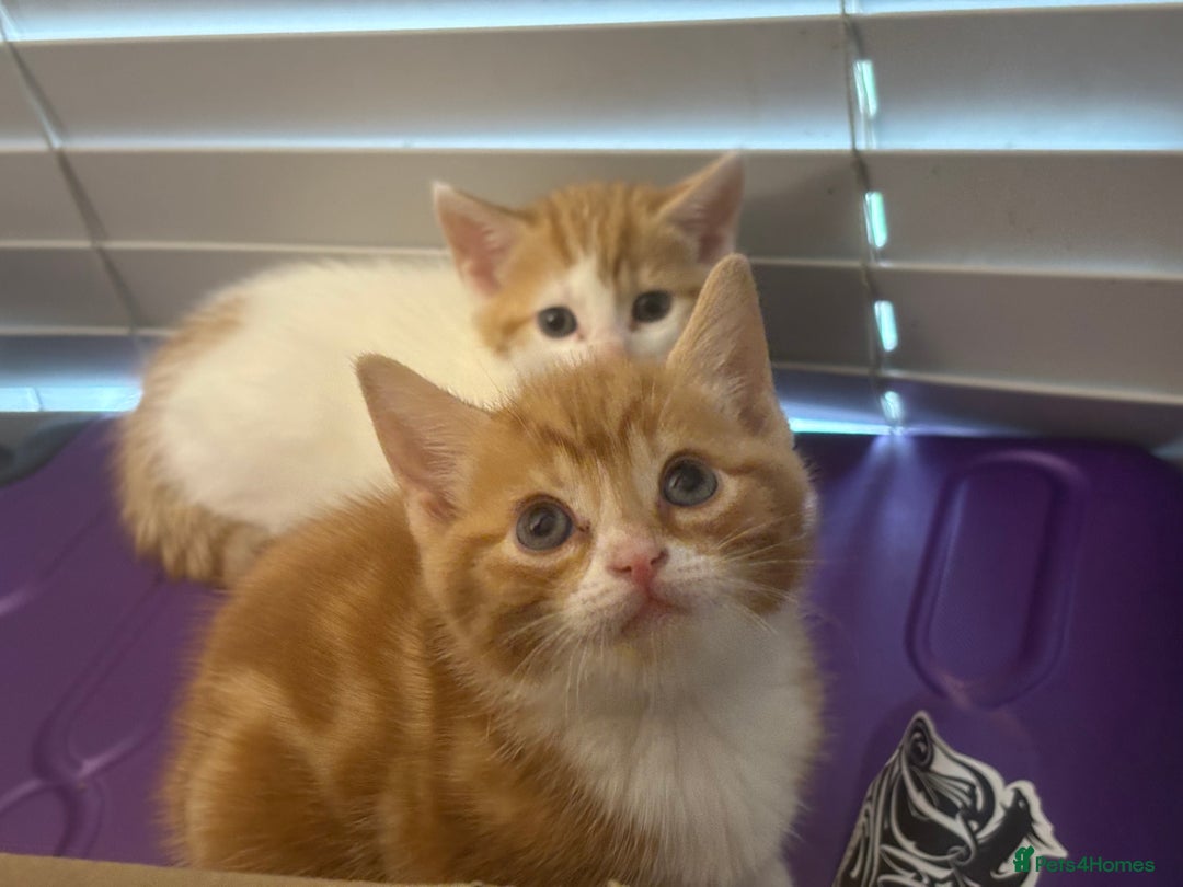 Mixed Breed cats for sale: Adorable Fluffy Kittens - Advert 22