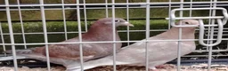 Pigeons birds for sale: Racing pigeon for sale  in Manchester - Advert 4