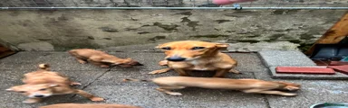 Red dog 5