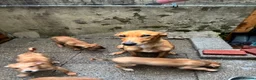 Lurcher dogs for sale: 7 week old lurcher puppies - Advert 6