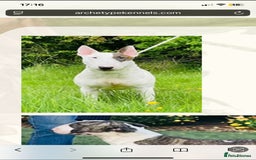 English Bull Terrier dogs for sale: English bull terierr puppies for sale  - Image 10