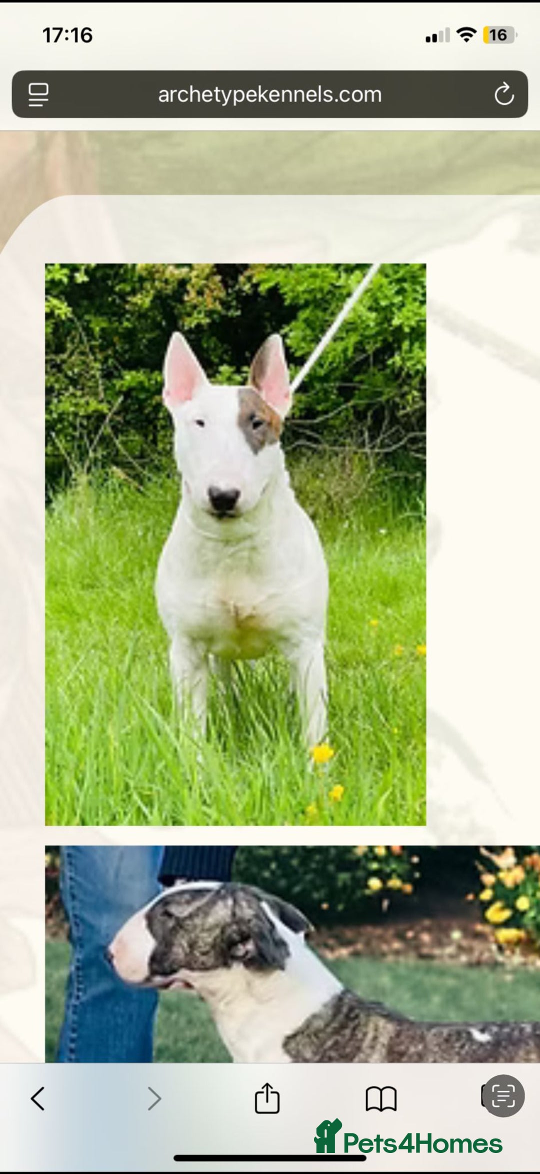 English Bull Terrier dogs for sale: English bull terierr puppies for sale  - Image 10