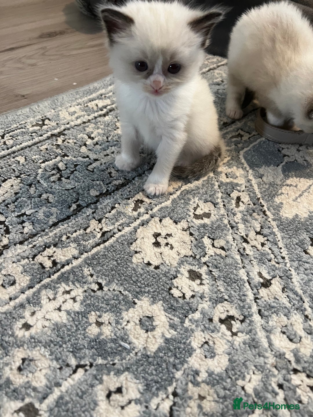 Ragdoll cats for sale: Ragdoll kittens  - Image 17