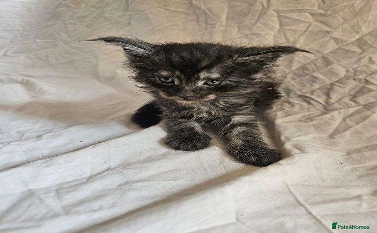 Maine Coon cats - Advert 1