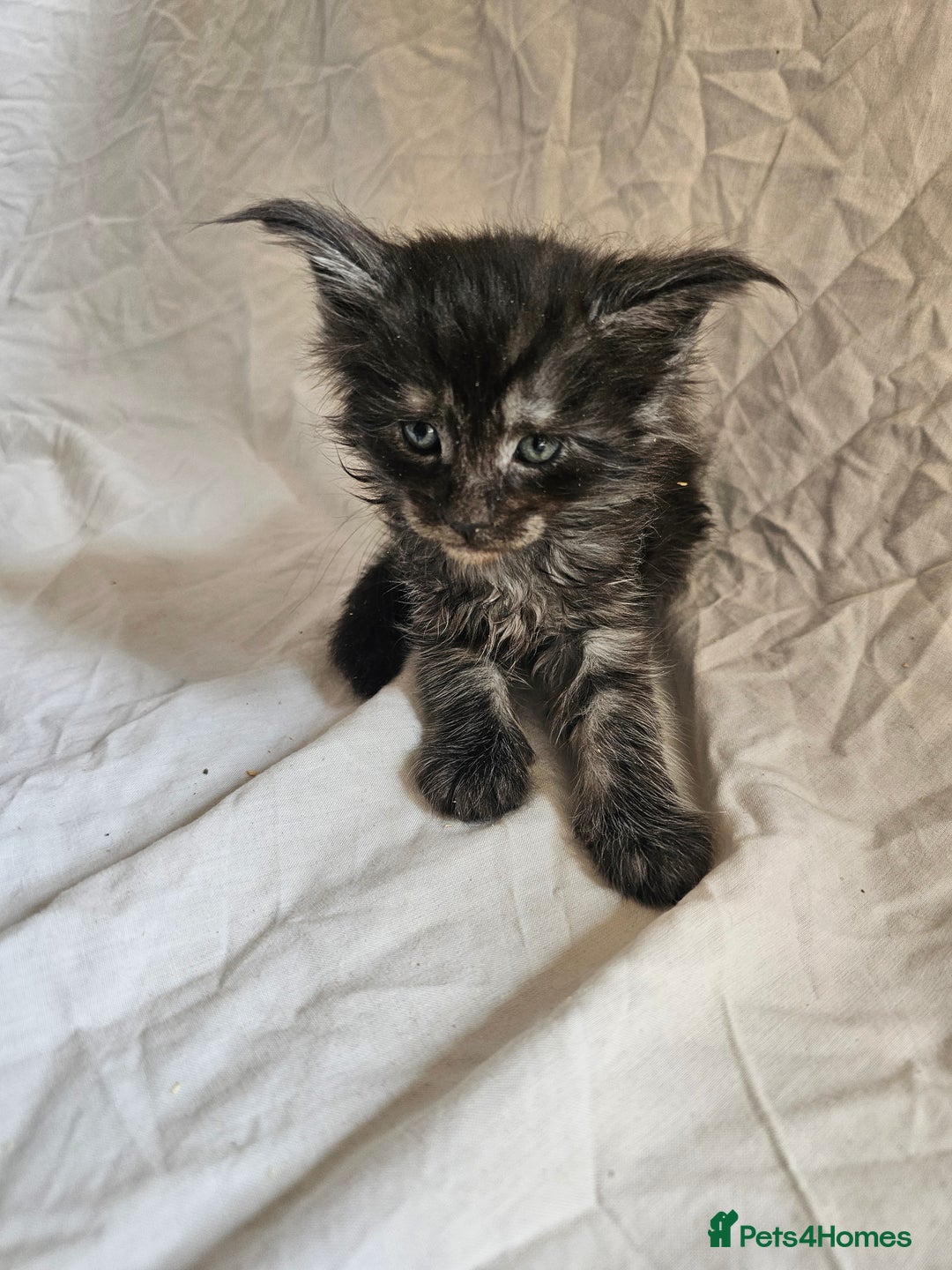 Maine Coon cats for sale: Black Smoke Kittens - Image 1
