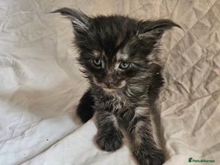 Maine Coon cats - Advert 3