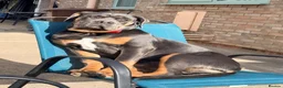 Cane Corso dogs for sale: Cane corso  - Advert 2