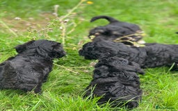 Cavapoo dogs for sale: Cavapoo F1 pups health tested parents  - Image 6