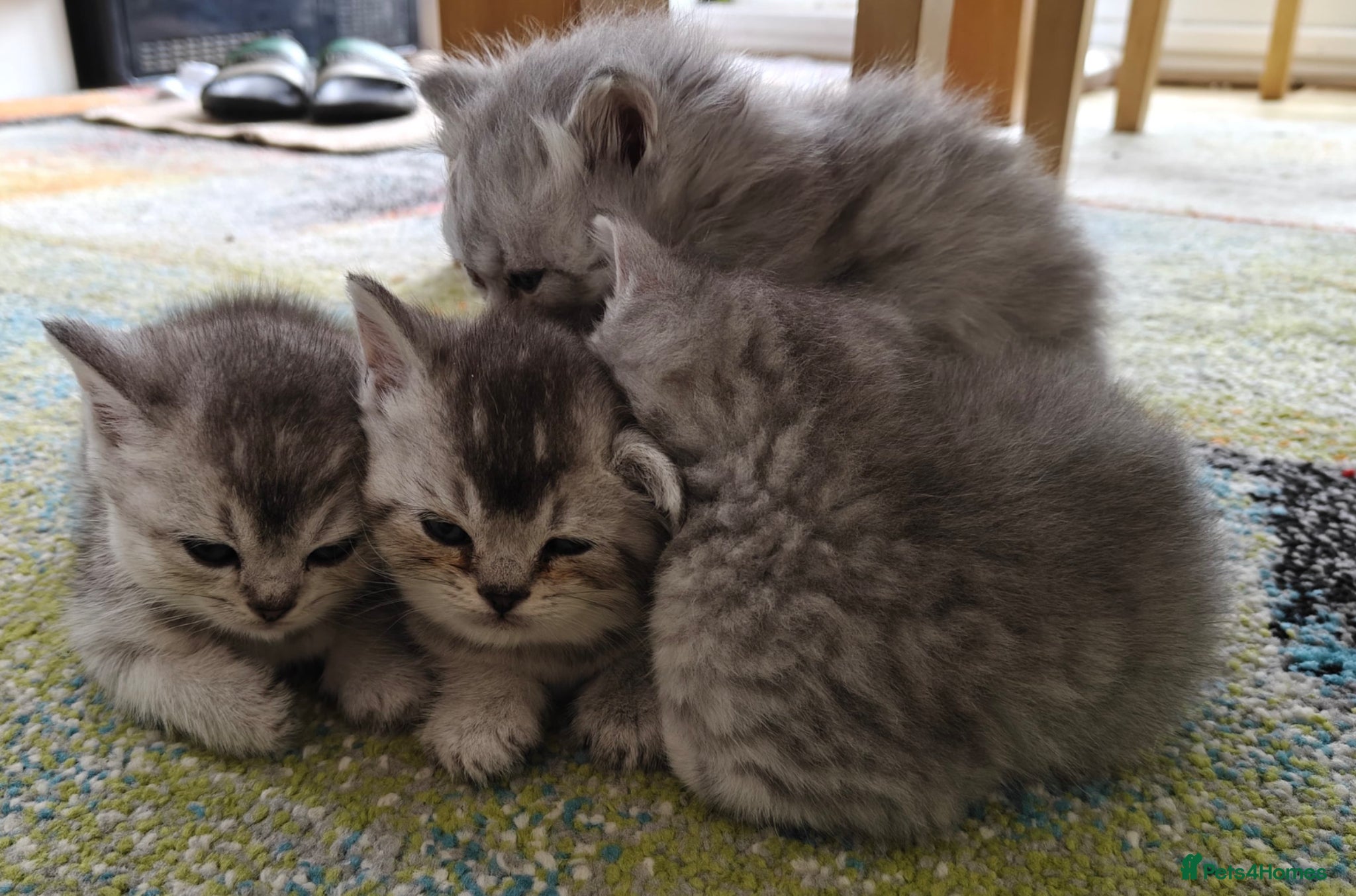 British Shorthair cats Beautiful family of stunning BSH and Blue - Advert 1