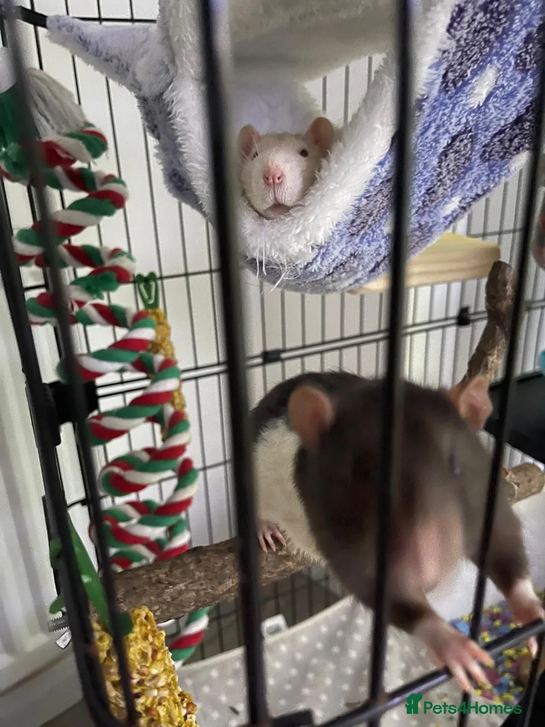 Rat rodents for sale: 5 lovely Rats  - Advert 6