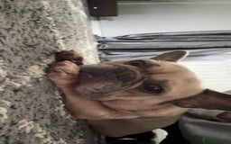 French Bulldog dogs for sale: Rooney/ French bulldog for sale - Image 5