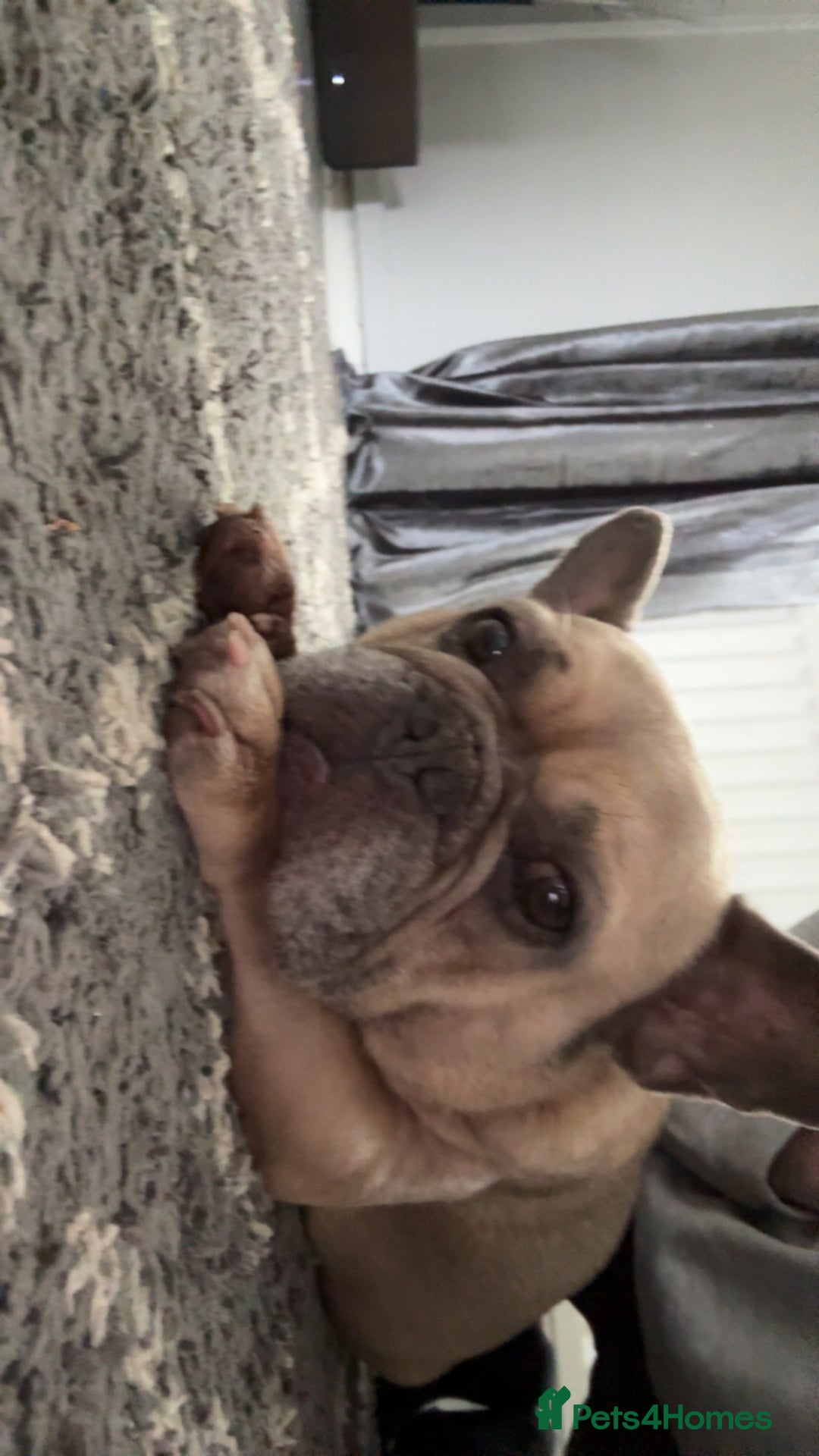 French Bulldog dogs for sale: Rooney/ French bulldog for sale - Image 5