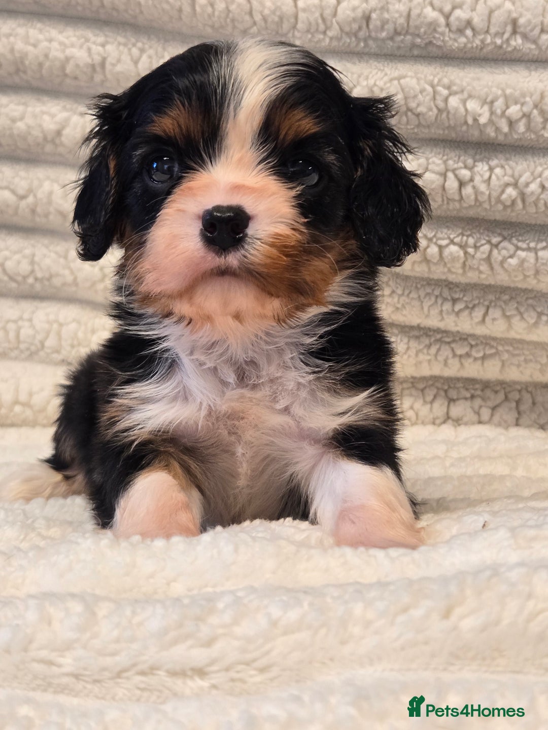 Cavalier King Charles Spaniel dogs for sale: KC Reg fully health tested parents cavvie pups  - Advert 8