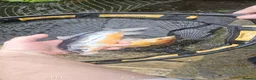 Pond Fish fish for sale: Koi carp / grass carp - Advert 3