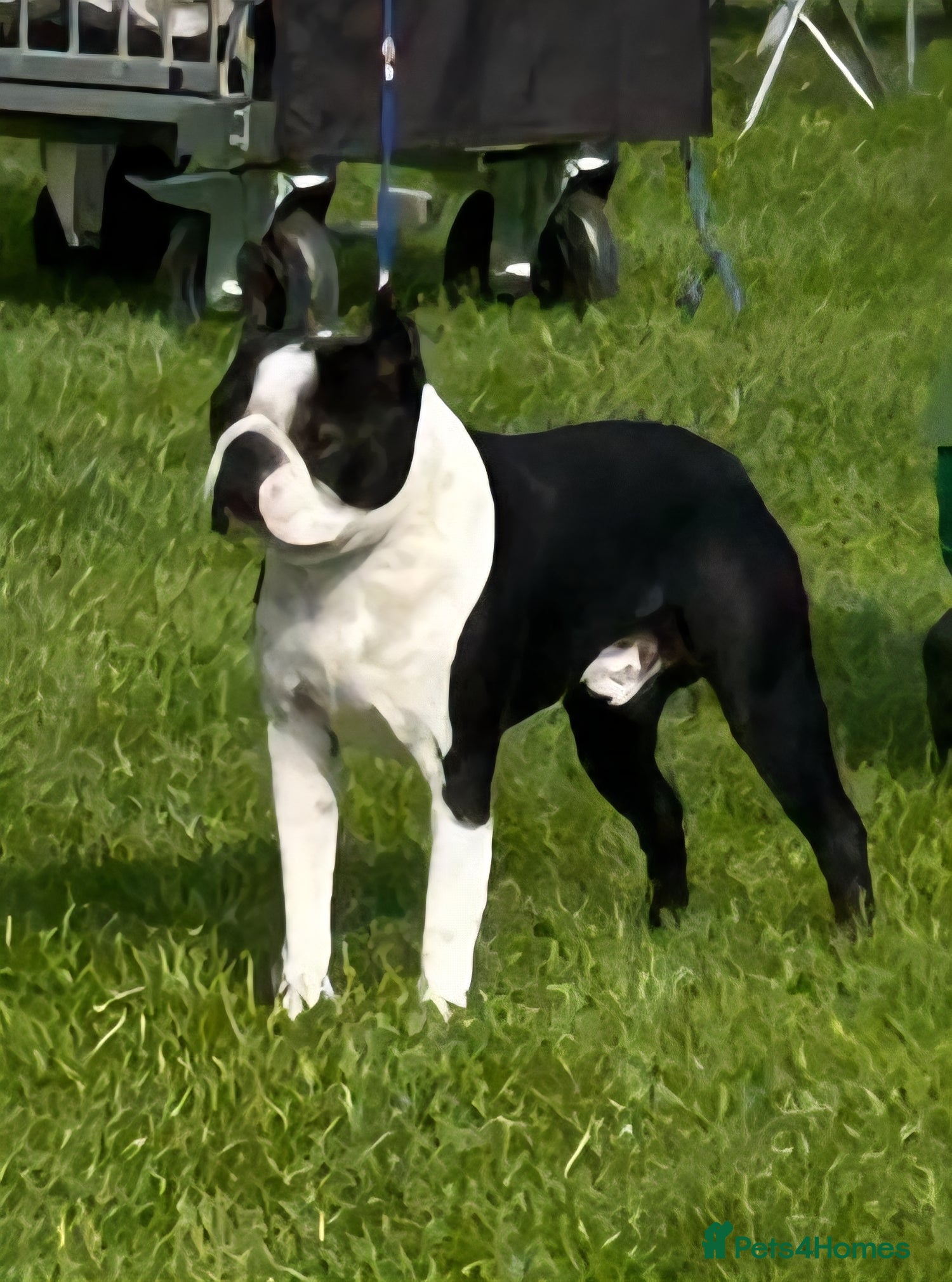 Boston Terrier dogs Canmoys Boston Coco pops Wildax Rowendale at Stud - Advert 8