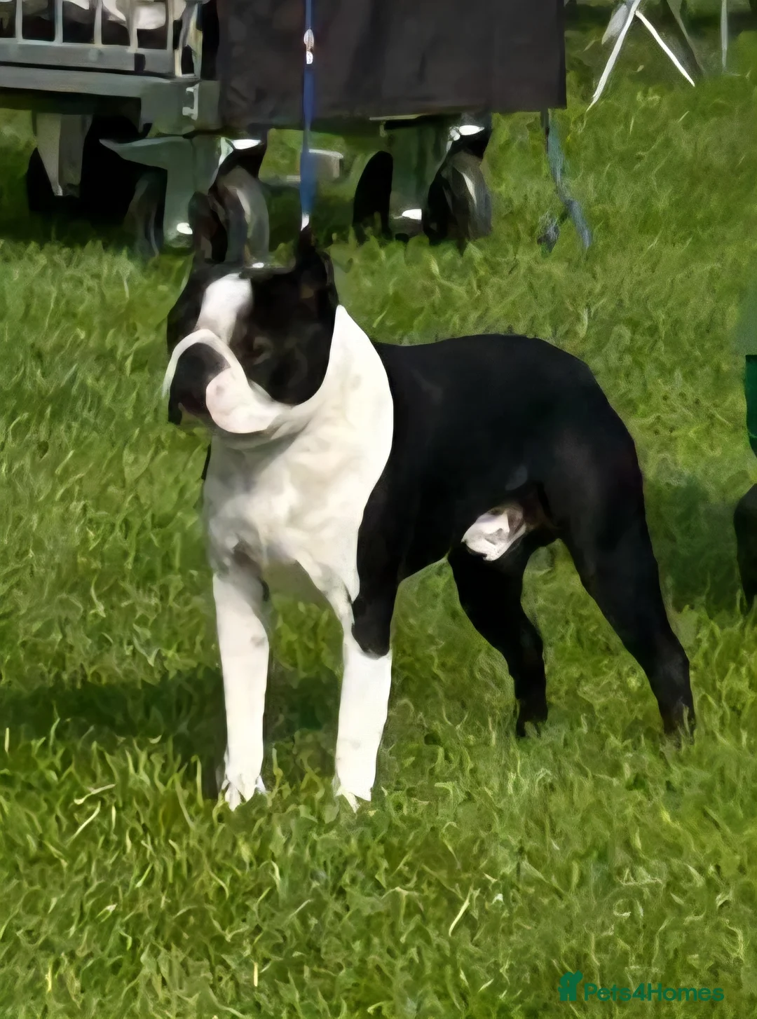 Boston Terrier dogs for stud: Canmoys Boston Coco pops Wildax Rowendale at Stud - Advert 3