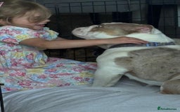 English Bulldog dogs for sale: KC registered bulldog  - Image 1