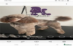 Cockapoo dogs for sale: Gorgeous F1B cockapoo  - Advert 4