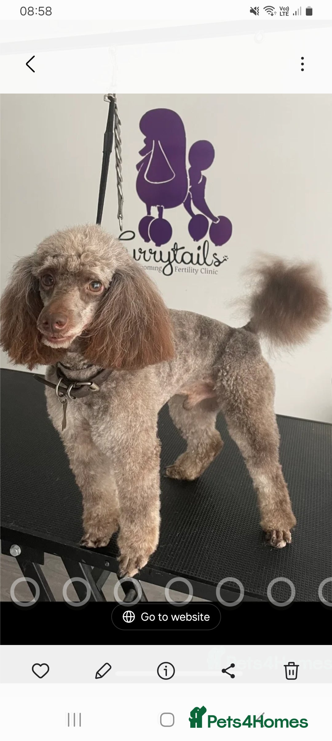 Cockapoo dogs for sale: Gorgeous F1B cockapoo  - Advert 4