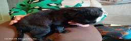Mixed Breed dogs for sale: 6 Frenchie x Sprocker pups - Advert 8