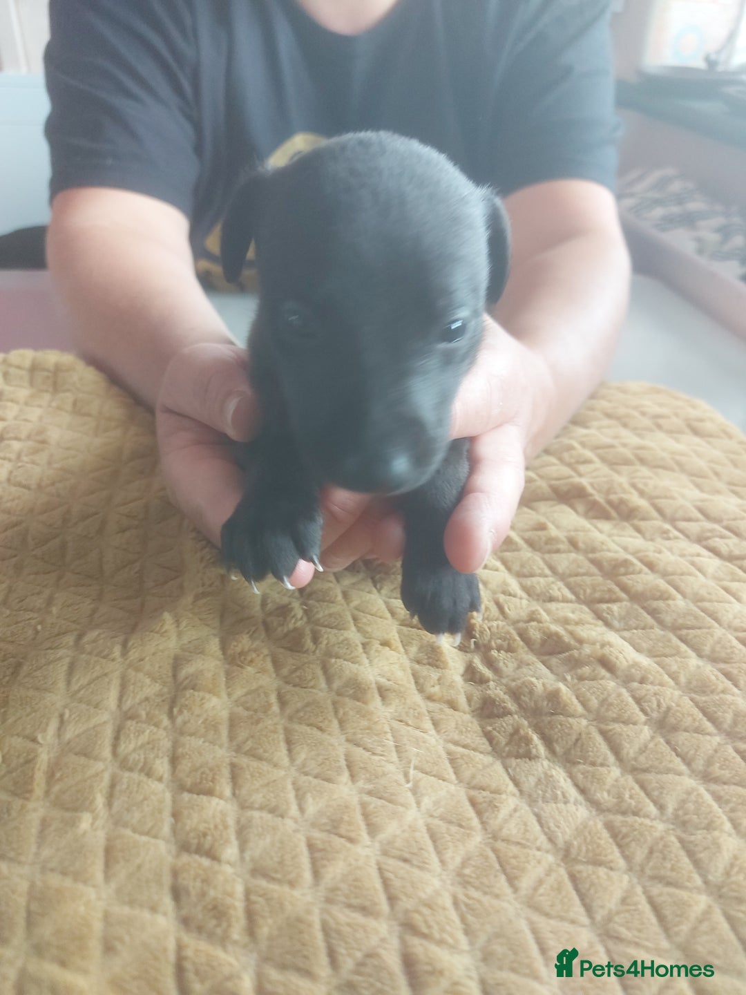 Whippet dogs for sale: Whippet Puppies - Image 31