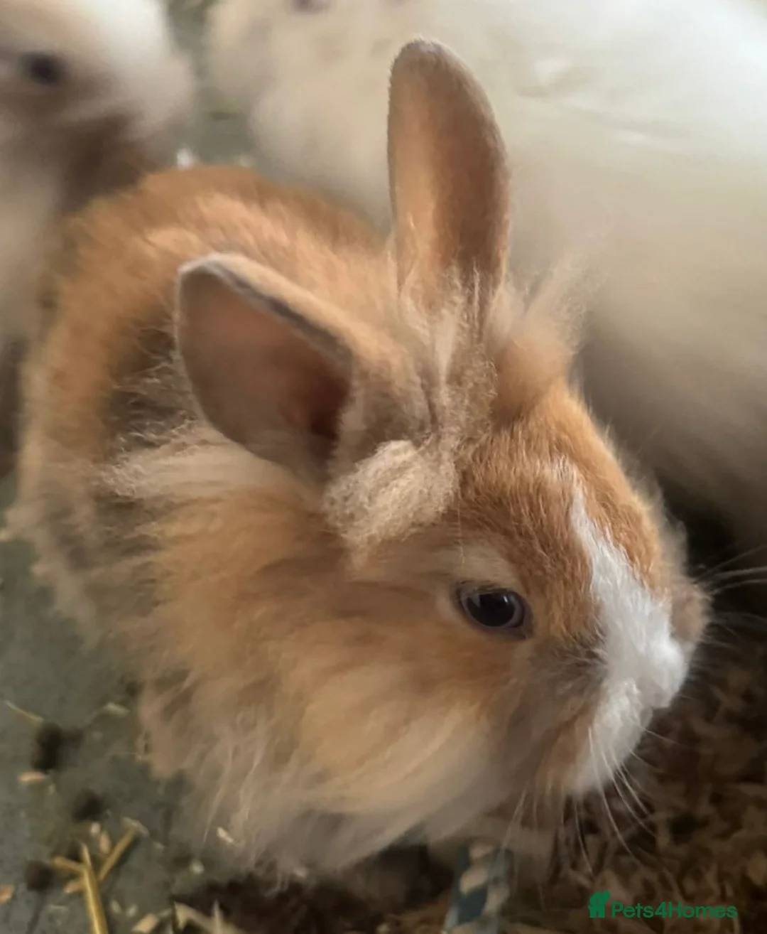 Netherland Dwarf rabbits for sale: Adorable bunnies  in Newmarket - Advert 1