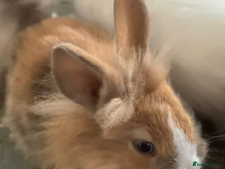 Netherland Dwarf rabbits Adorable bunnies in Newmarket - Advert 3