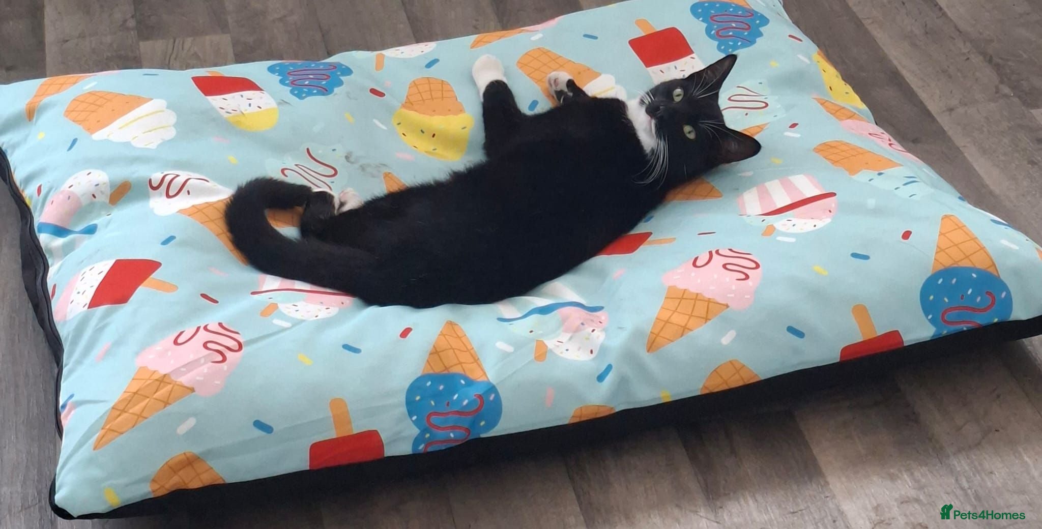 Mixed Breed cats Rehome, 1 year old - Advert 1