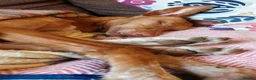 Ibizan Hound dogs for adoption: Cati a lovely calm girl who loves other dogs  in Alfreton - Advert 19