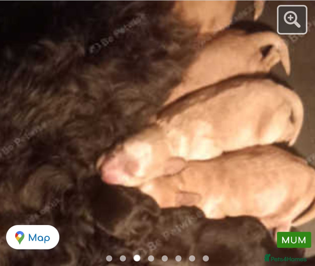 Cockapoo dogs for sale: Cockapoo Bitch 11 weeks old  - Advert 2