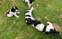 English Springer Spaniel dogs for sale: English Springer Spaniel Puppies for Sale - Image 14