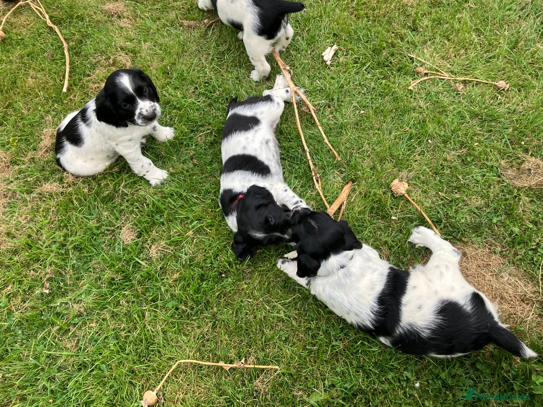 English Springer Spaniel dogs for sale: English Springer Spaniel Puppies for Sale - Image 14