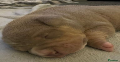 American Bully dogs - Advert 9