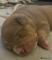 American Bully dogs - Advert 4