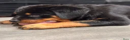Rottweiler dogs for sale: ⭐️4 Rottweiler Boys For Sale ⭐️ - Advert 4