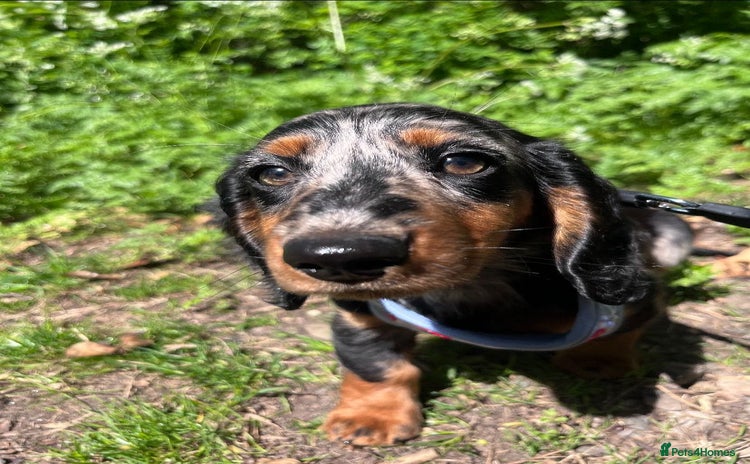 Miniature Dachshund dogs - Advert 9