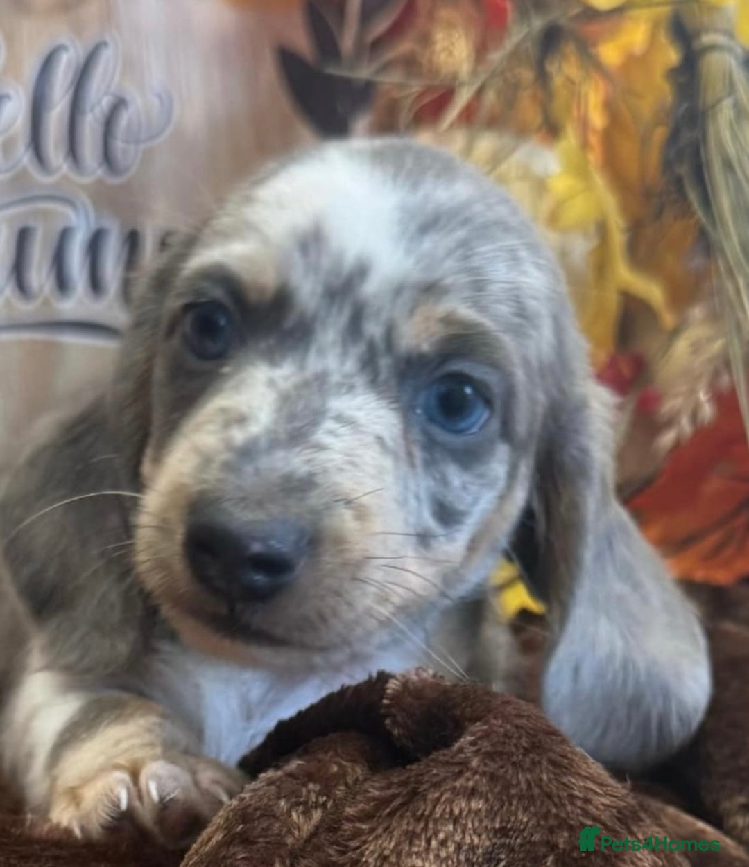 Miniature Dachshund dogs for stud: 👑✨💜PRIZE PRINCE OZZY💜✨👑 ISABELLA MINI ✨ - Advert 4