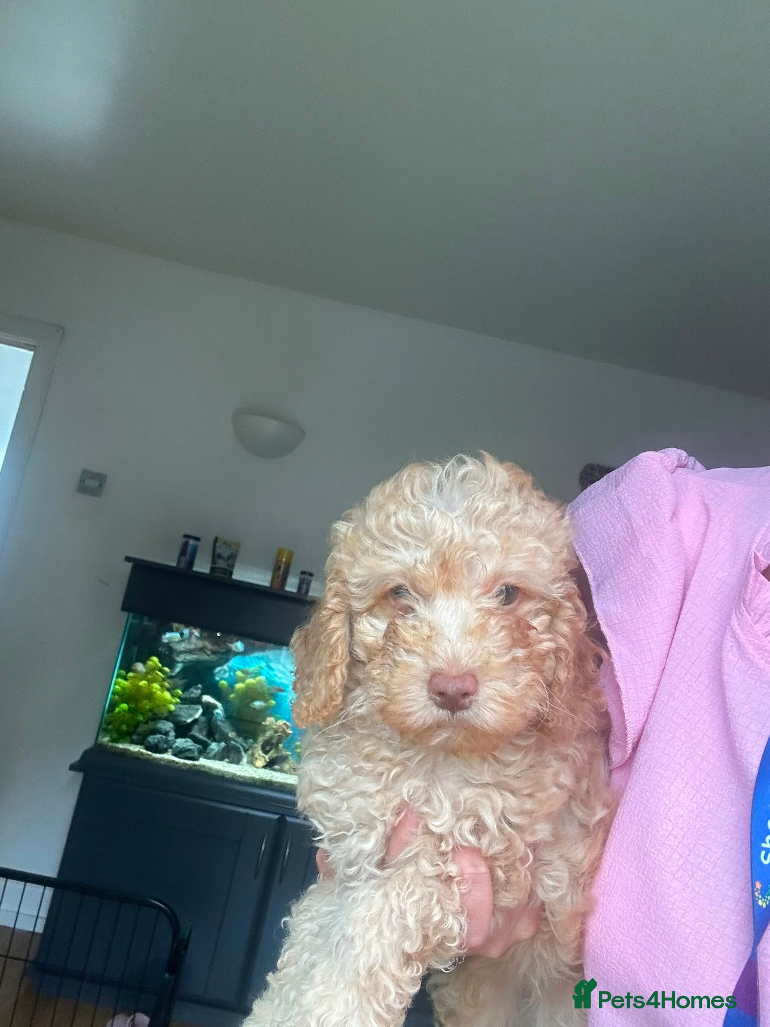 Cockapoo dogs Ready now 1 golden f1b cockapoo left - Advert 2