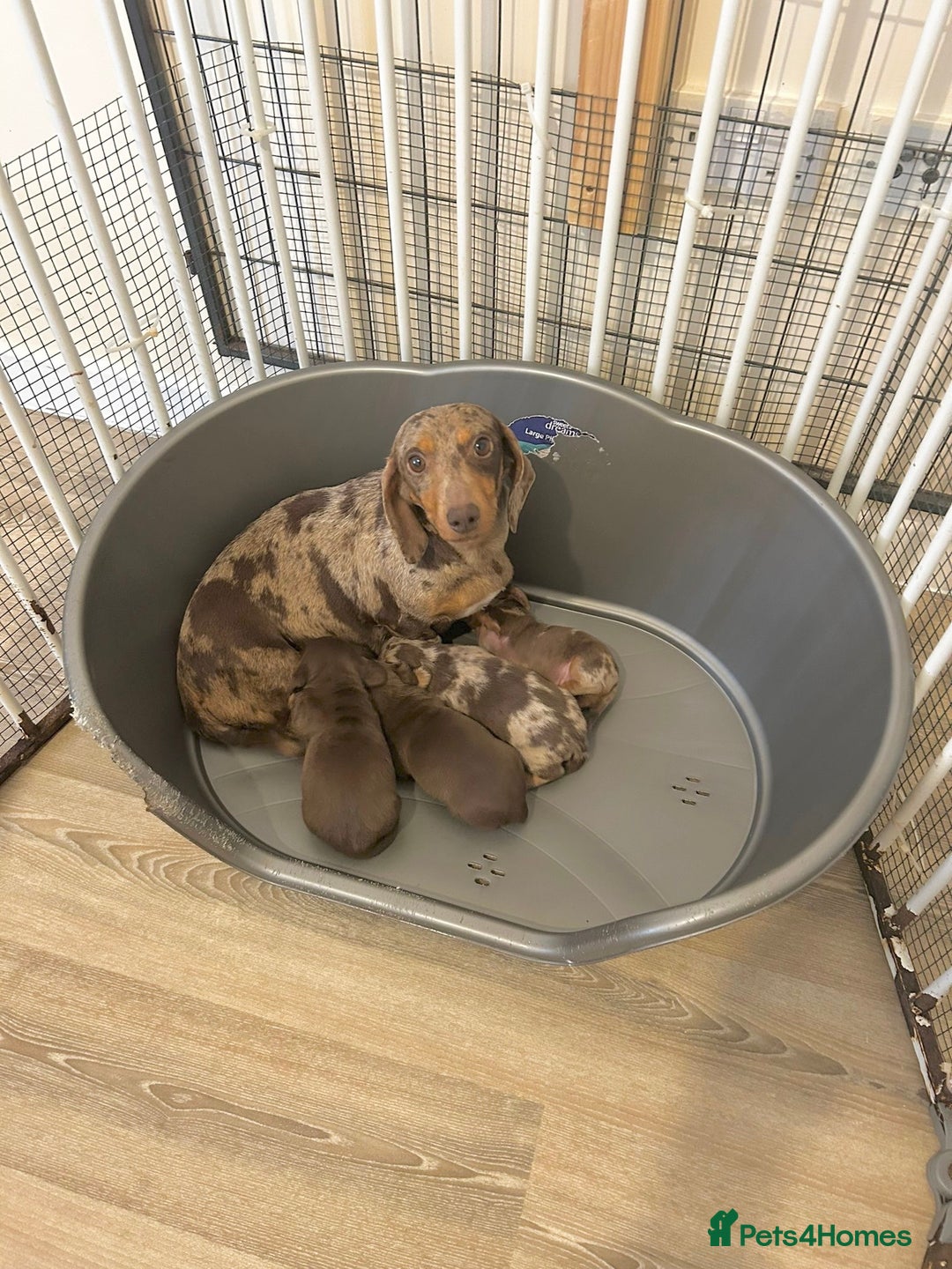 Dachshund dogs for sale: Dachshund  - Image 7