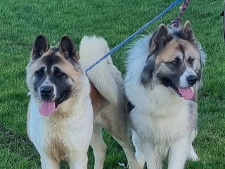 Akita dogs Akita pups - Advert 5